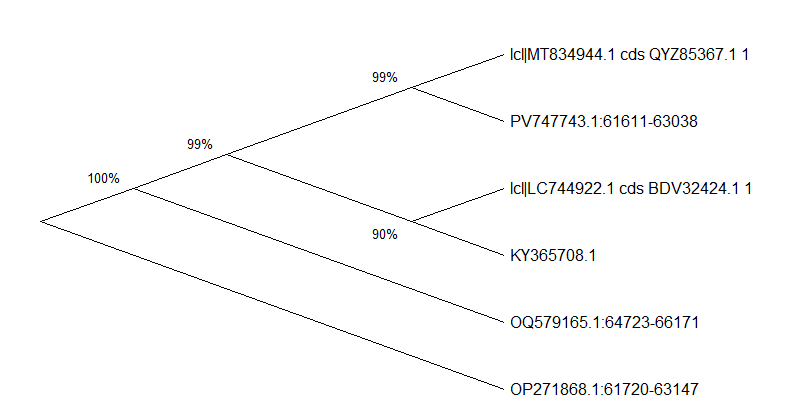Maximum Likelihood phylogenetic tree of six Tinospora and Menispermaceae taxa based on rbcL