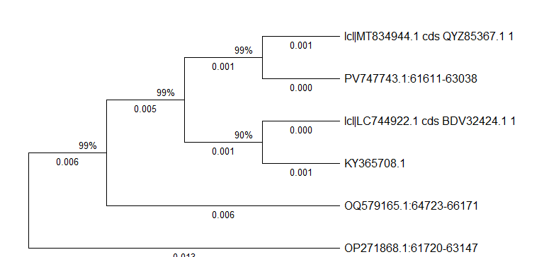 Neighbor-Joining phylogenetic tree of six Tinospora and Menispermaceae taxa based on rbcL